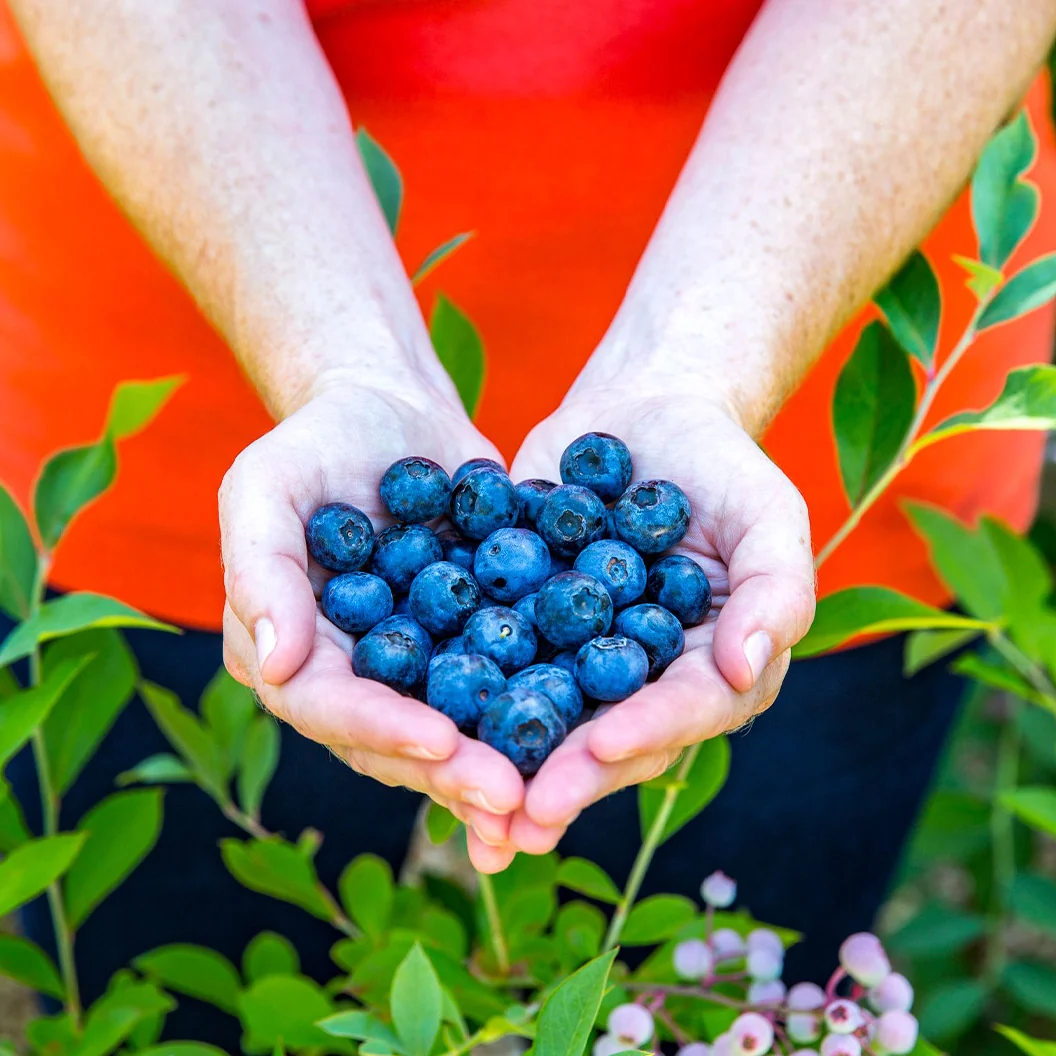 Southern Living® DownHome Harvest® Bless Your Heart® Blueberry Shrub 3 Southern Living® DownHome Harvest® Bless Your Heart® Blueberry Shrub