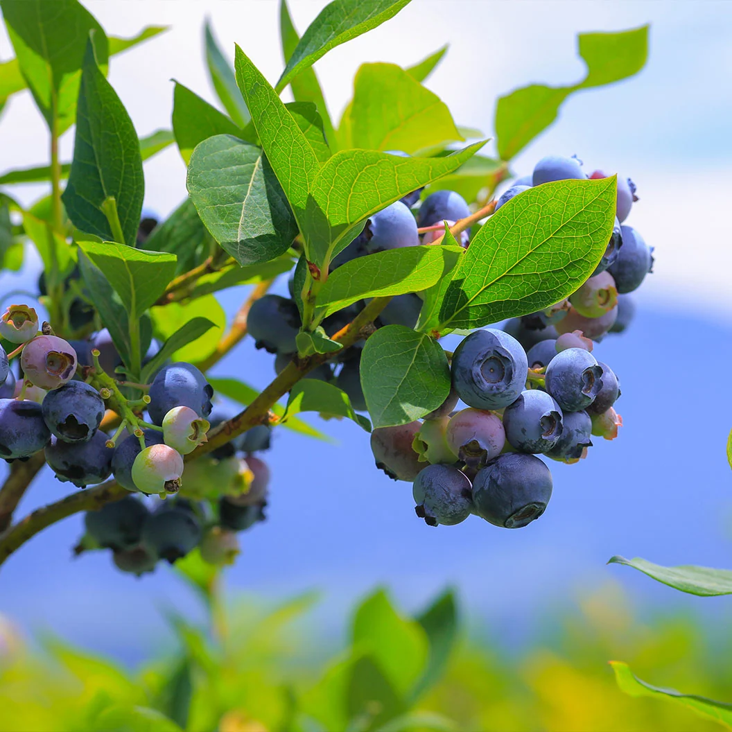 Garden District Candelabra® Highbush Blueberry Bush 1 Garden District Candelabra® Highbush Blueberry Bush