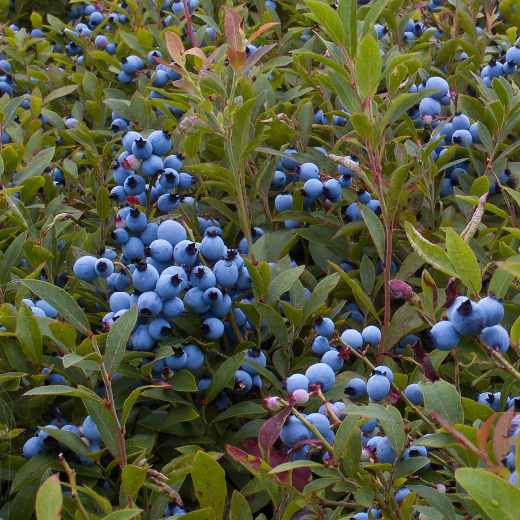 Garden District Candelabra® Highbush Blueberry Bush 3 Garden District Candelabra® Highbush Blueberry Bush
