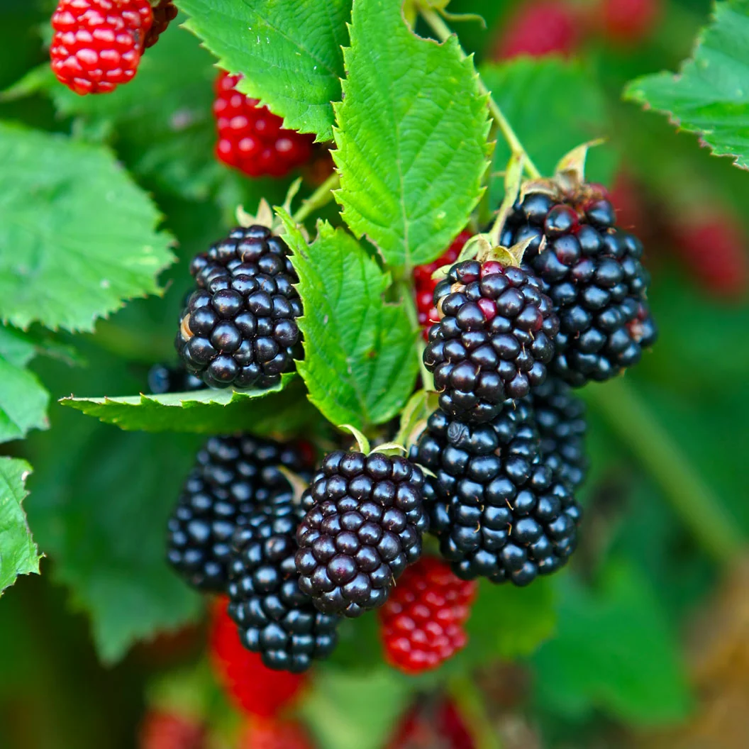 Natchez Blackberry Bush 1 Natchez Blackberry Bush