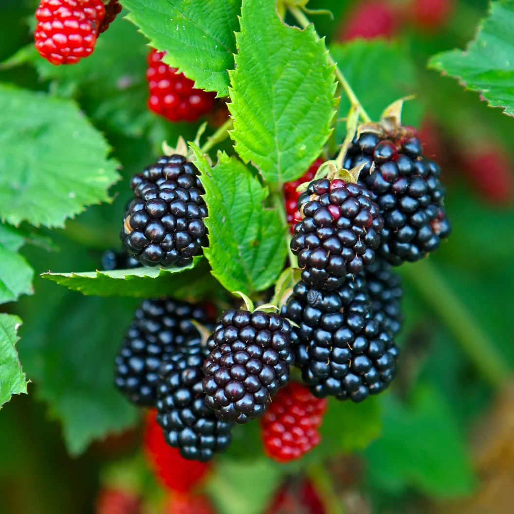 Natchez Blackberry Bush 2 Natchez Blackberry Bush