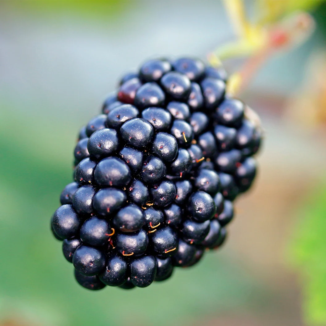 Natchez Blackberry Bush 4 Natchez Blackberry Bush
