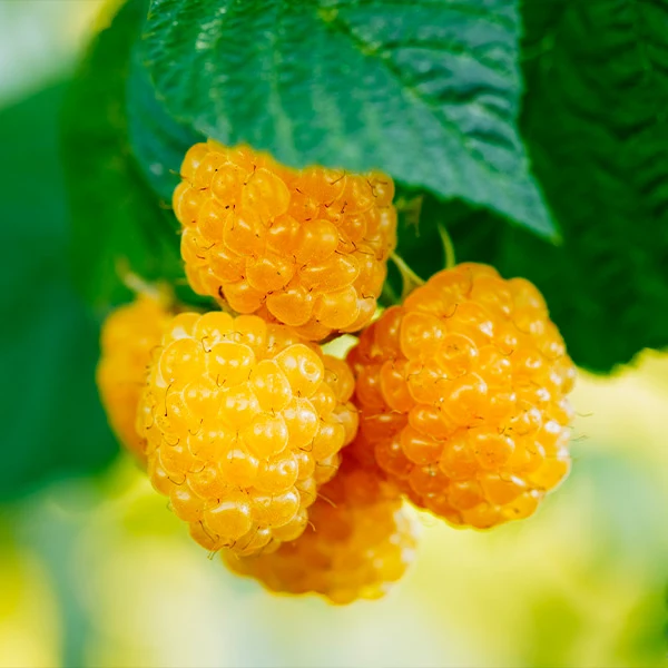 Golden Raspberry Plant - USDA Organic 1 Golden Raspberry Plant - USDA Organic