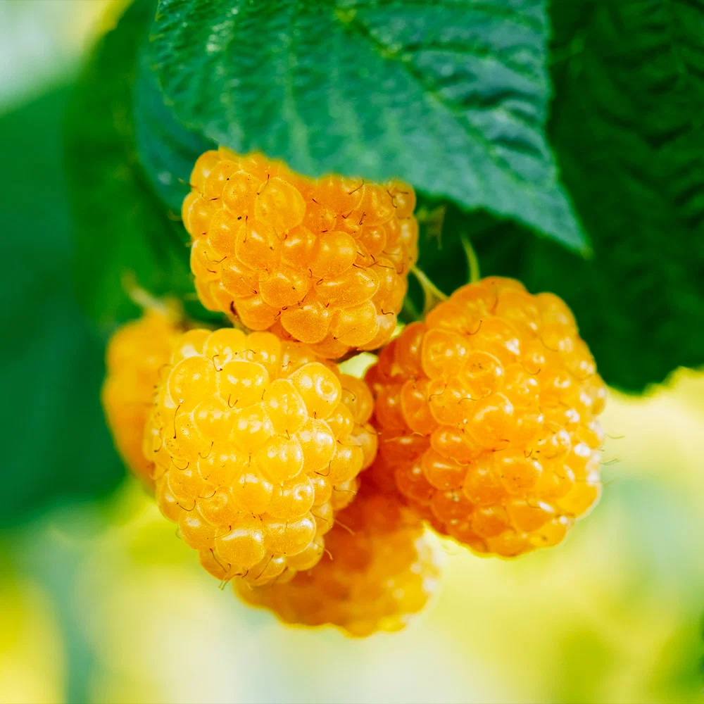 Golden Raspberry Plant - USDA Organic 2 Golden Raspberry Plant - USDA Organic