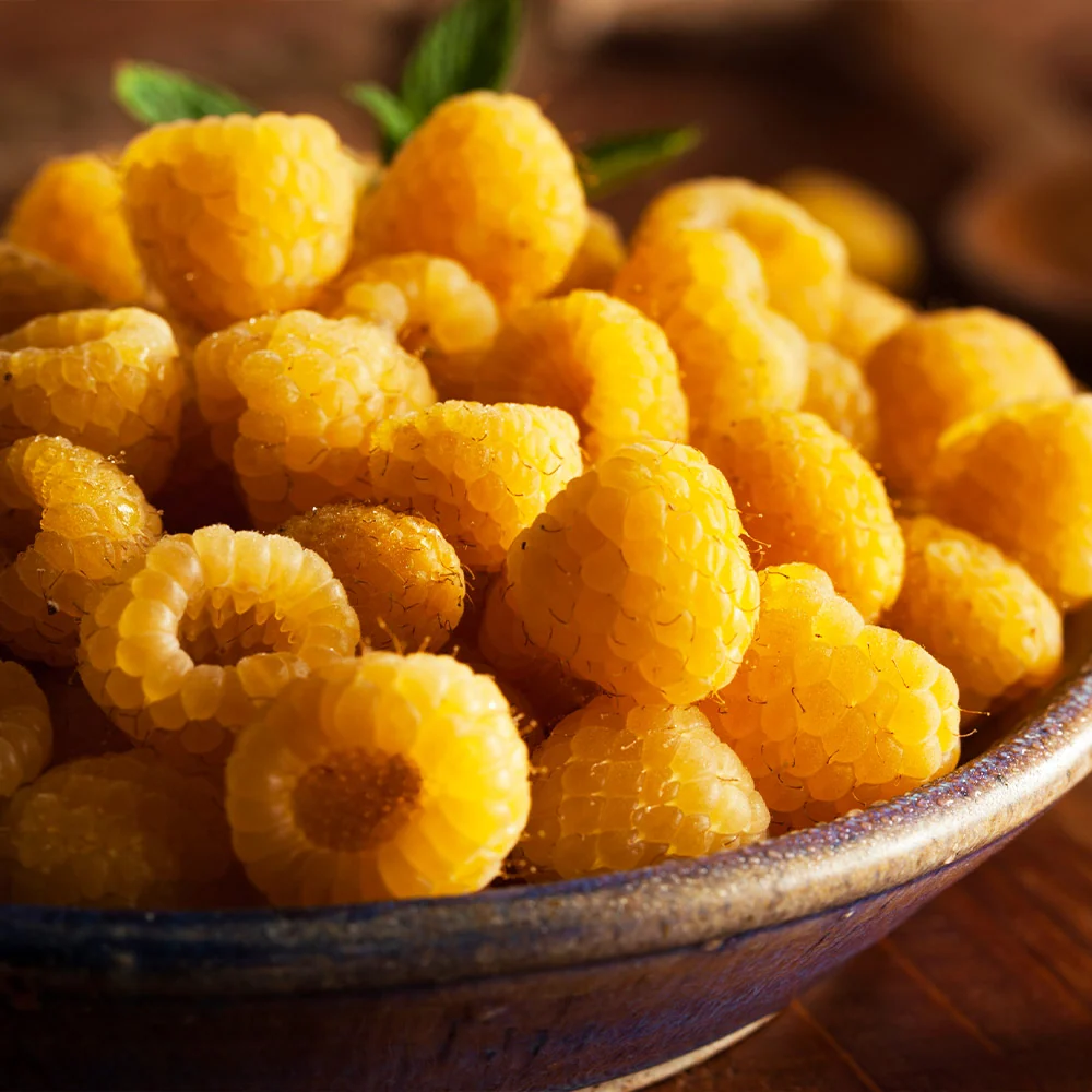 Golden Raspberry Plant - USDA Organic 3 Golden Raspberry Plant - USDA Organic