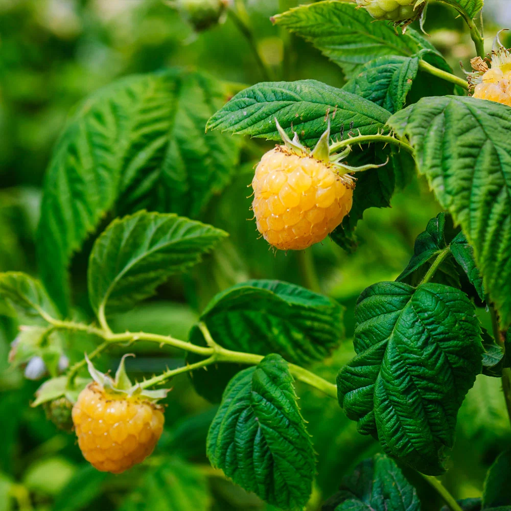 Golden Raspberry Plant - USDA Organic 4 Golden Raspberry Plant - USDA Organic