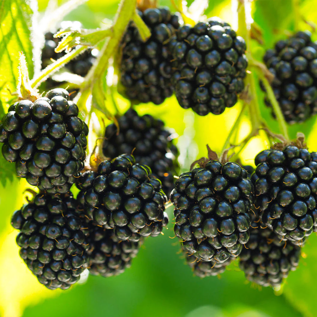Black Satin Thornless Blackberry Bush 2 Black Satin Thornless Blackberry Bush