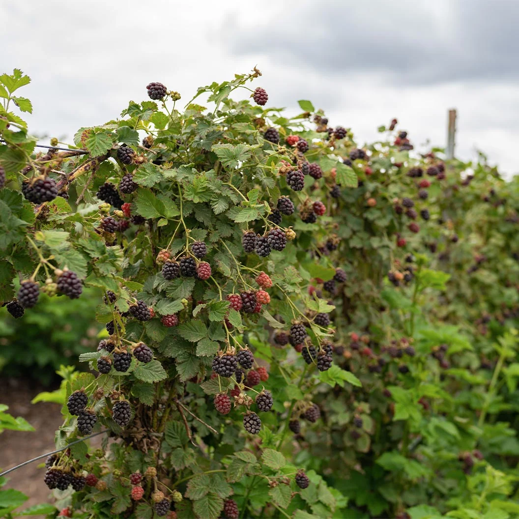 Black Satin Thornless Blackberry Bush 3 Black Satin Thornless Blackberry Bush