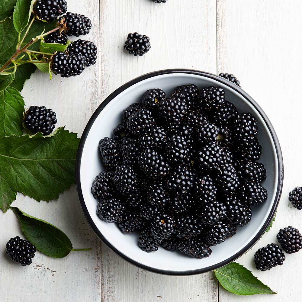 Black Satin Thornless Blackberry Bush 4 Black Satin Thornless Blackberry Bush