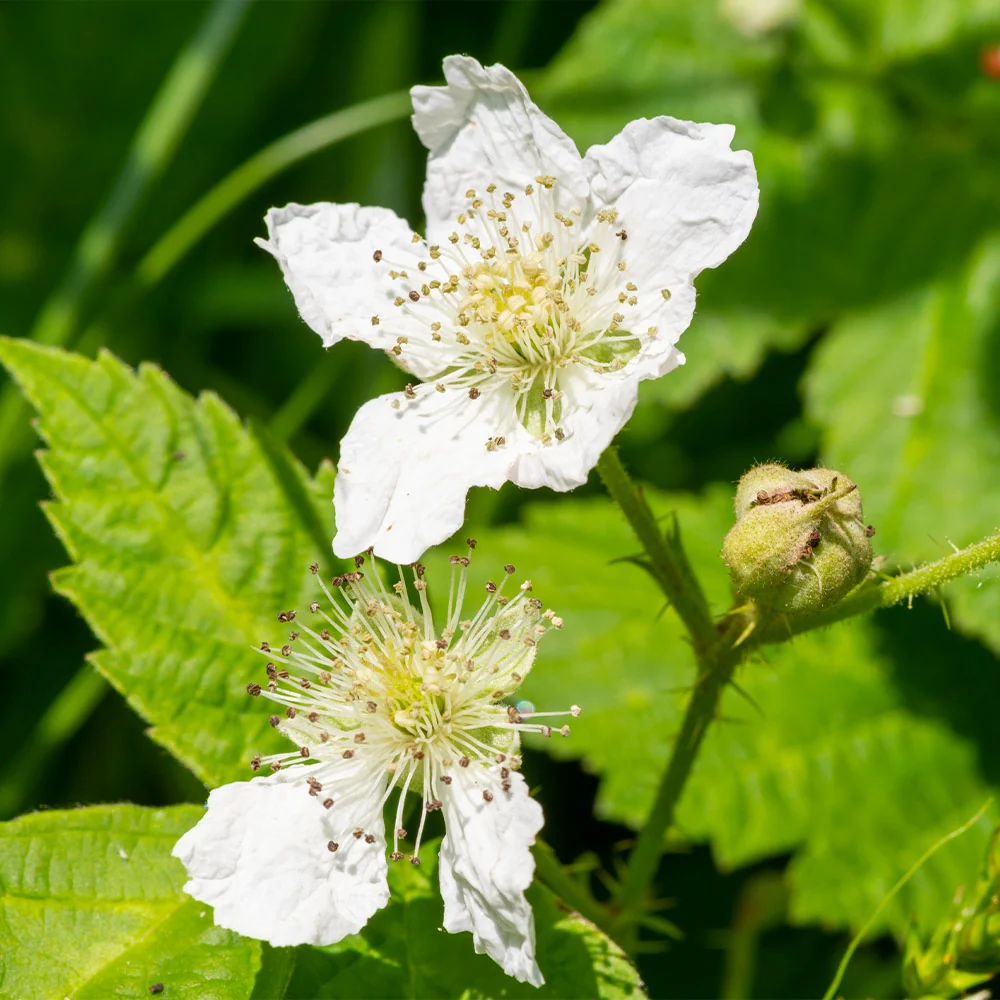 Black Satin Thornless Blackberry Bush 5 Black Satin Thornless Blackberry Bush