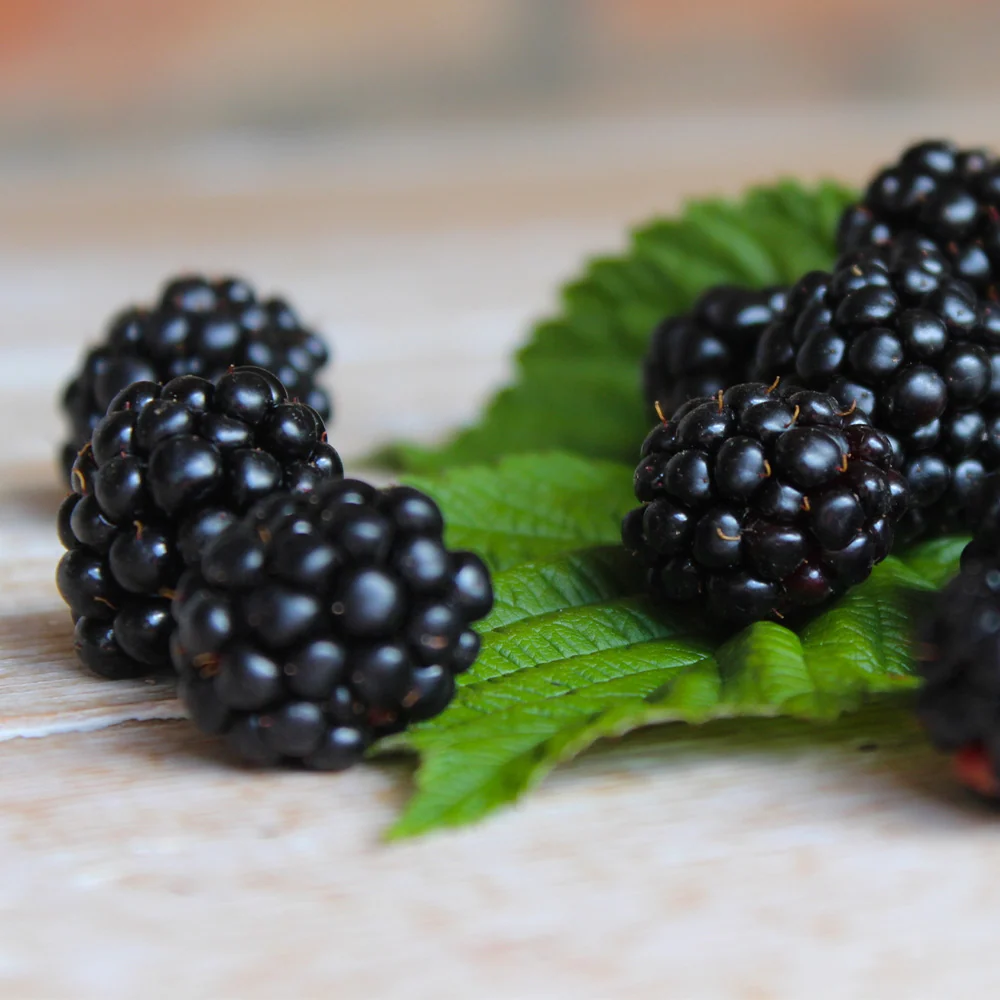 Black Satin Thornless Blackberry Bush 6 Black Satin Thornless Blackberry Bush
