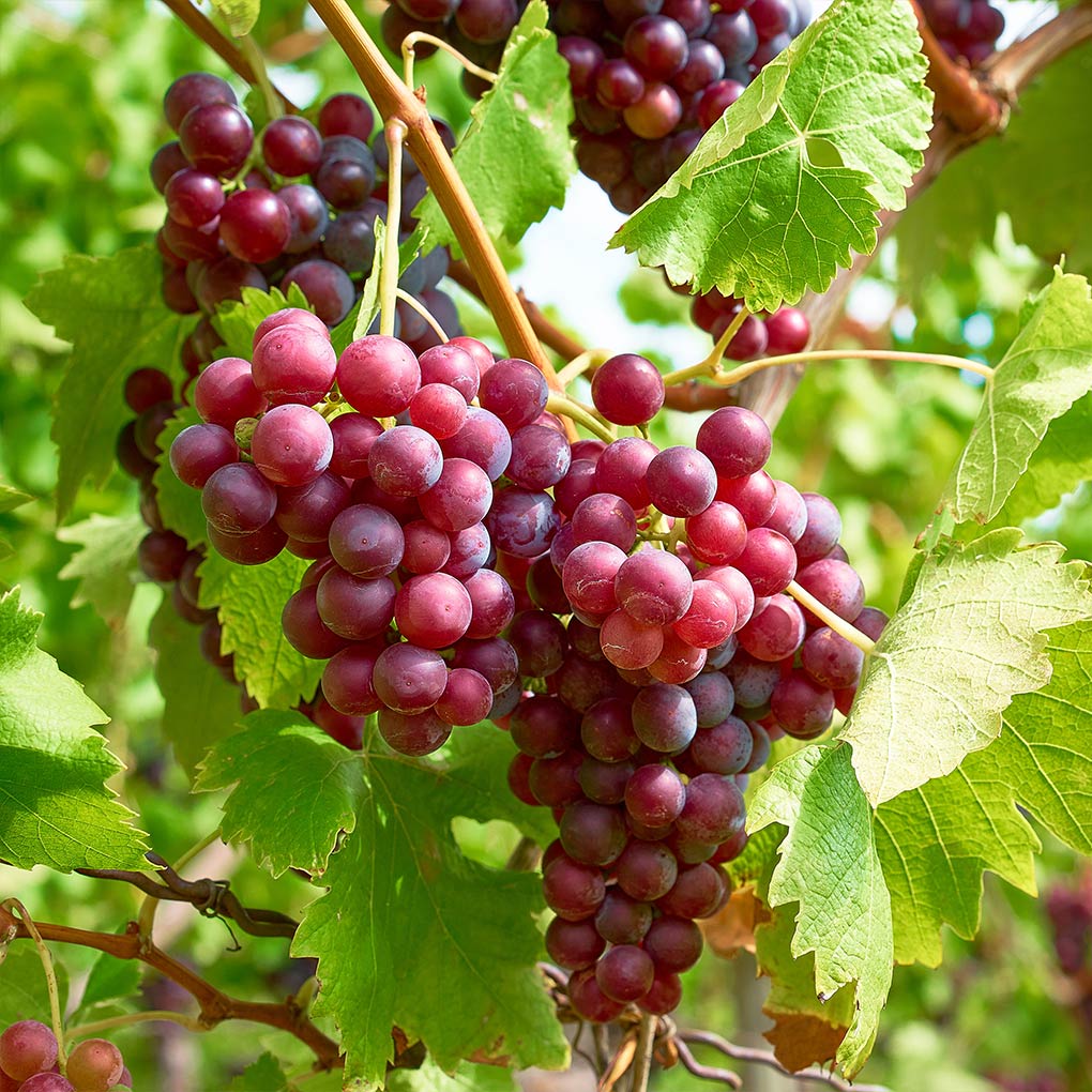 Victoria Red Grape Vine