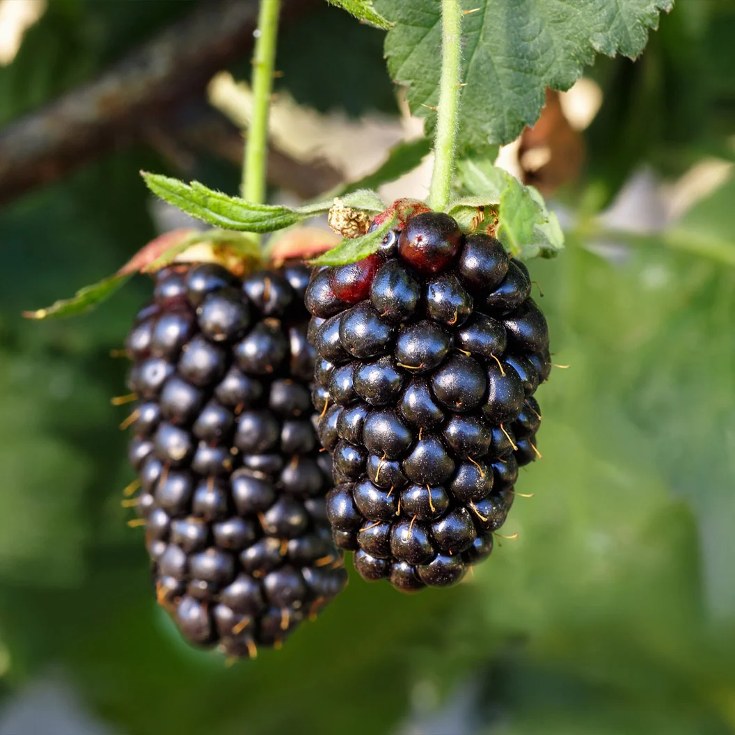 Sweetie Pie Thornless Blackberry Bush