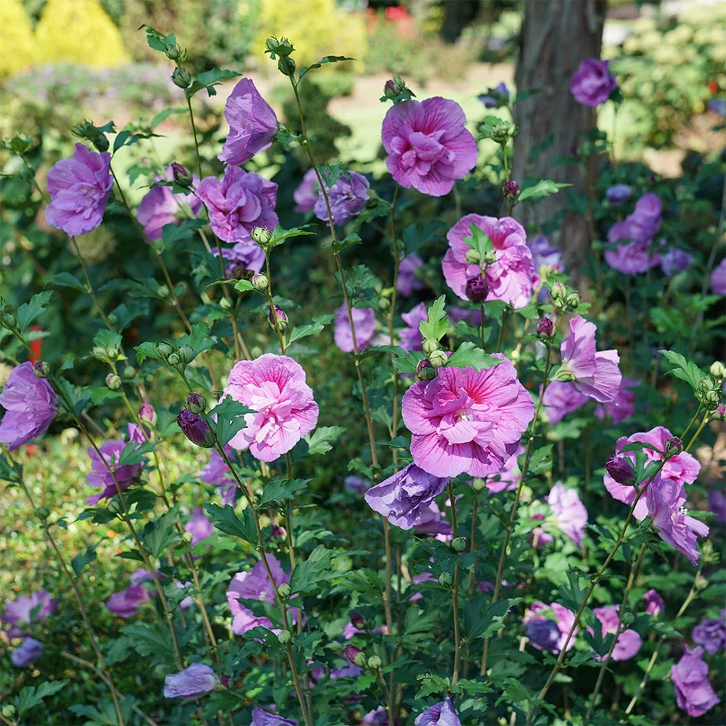 Proven Winners® Dark Lavender Chiffon® Rose of Sharon Althea Shrub