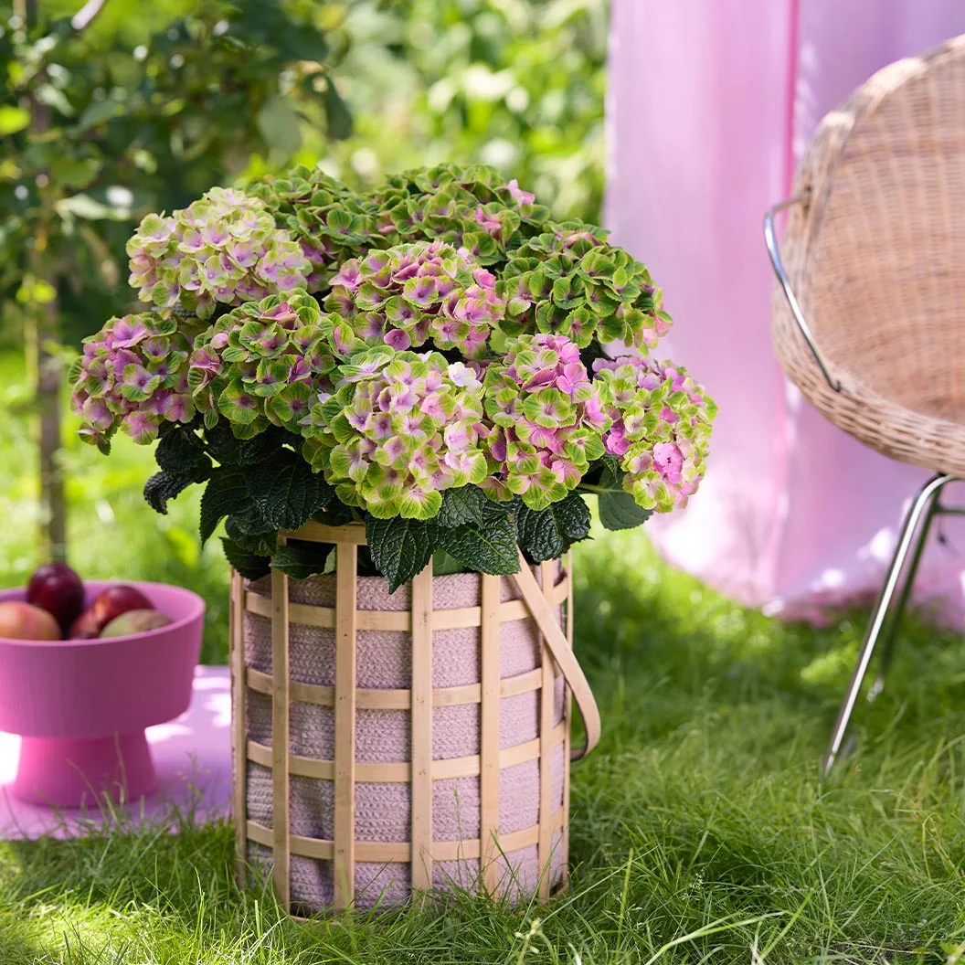 Hydrangea Magical® 'Amethyst' Shrub 2 Hydrangea Magical® 'Amethyst' Shrub