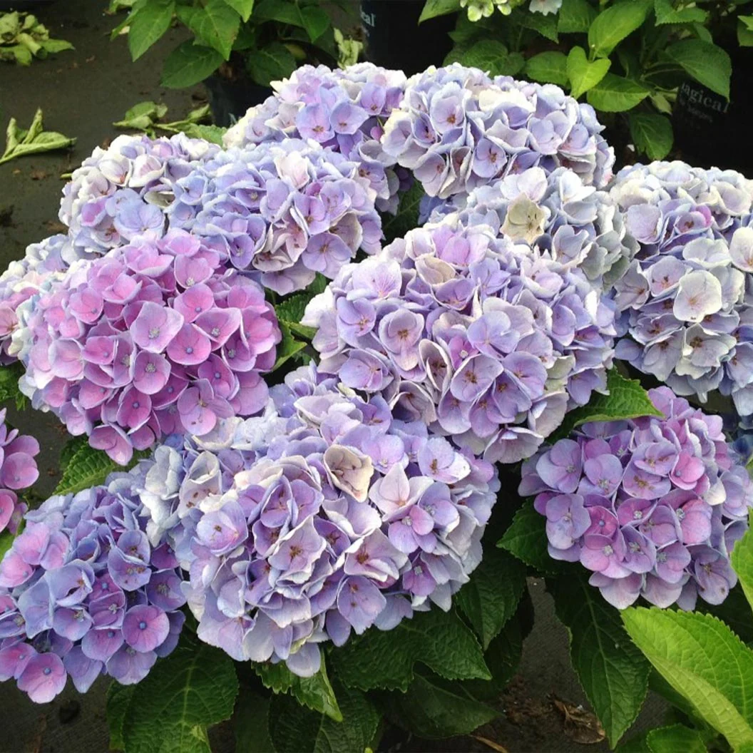 Hydrangea Magical® 'Amethyst' Shrub 3 Hydrangea Magical® 'Amethyst' Shrub