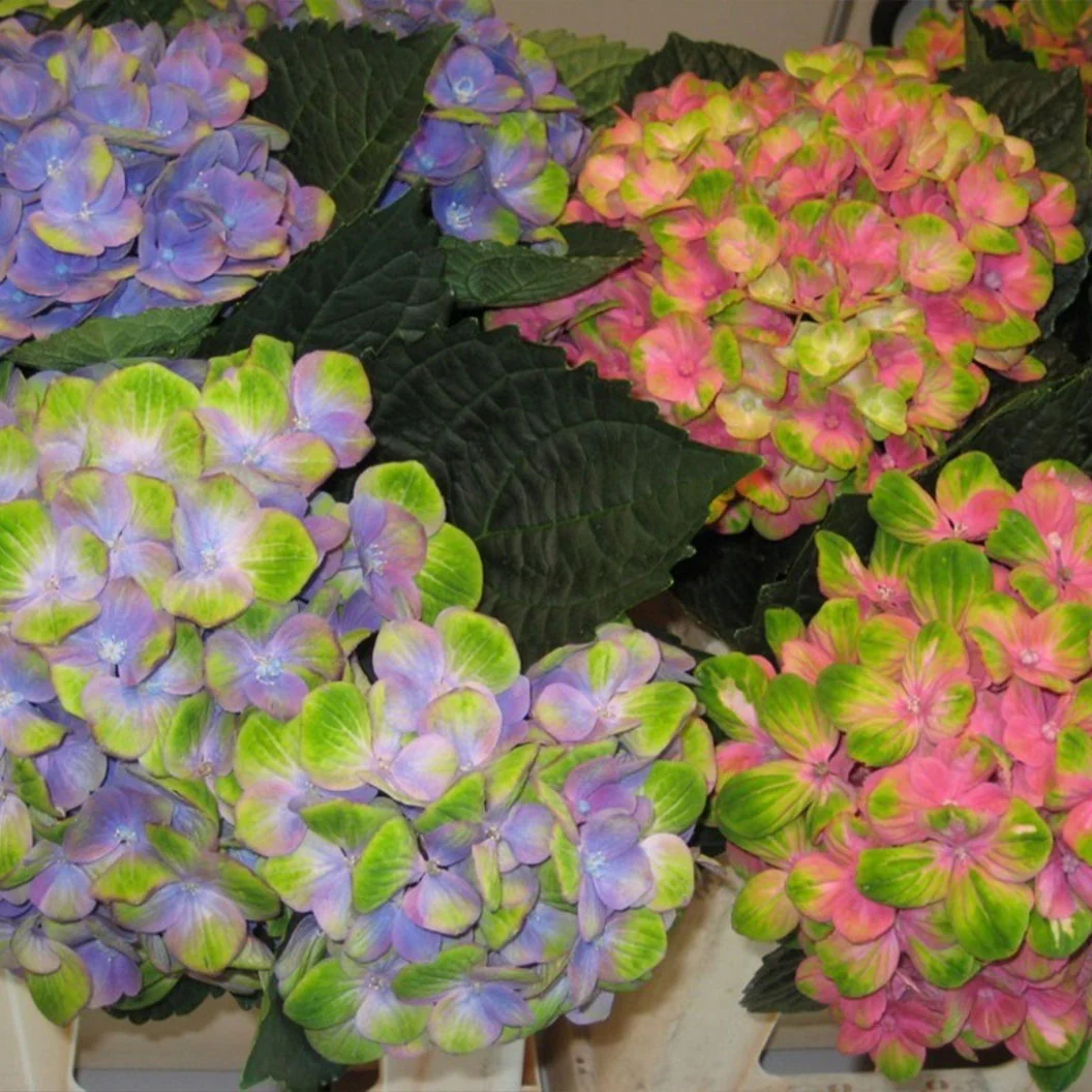 Hydrangea Magical® 'Amethyst' Shrub 4 Hydrangea Magical® 'Amethyst' Shrub