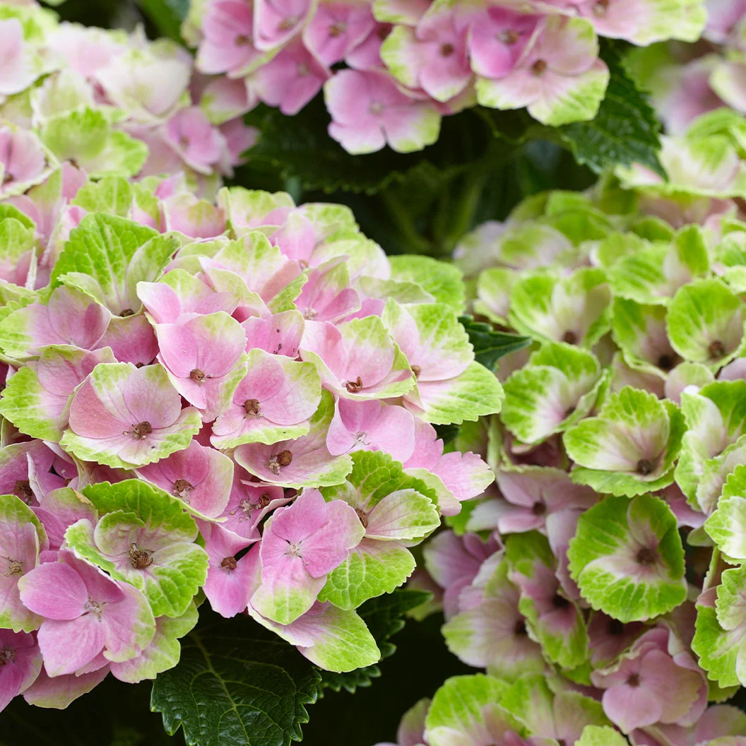 Hydrangea Magical® 'Amethyst' Shrub 5 Hydrangea Magical® 'Amethyst' Shrub