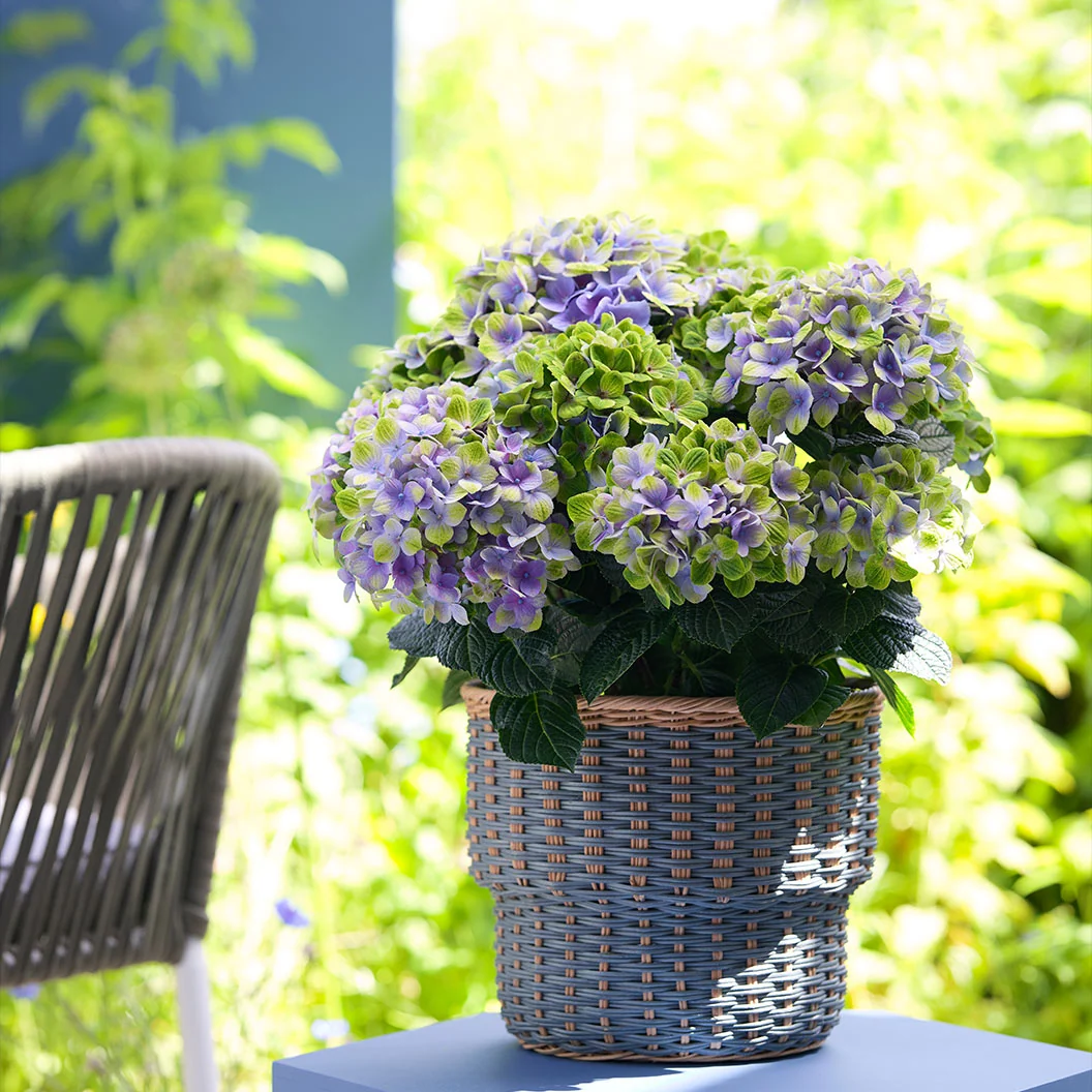 Hydrangea Magical® 'Amethyst' Shrub 6 Hydrangea Magical® 'Amethyst' Shrub