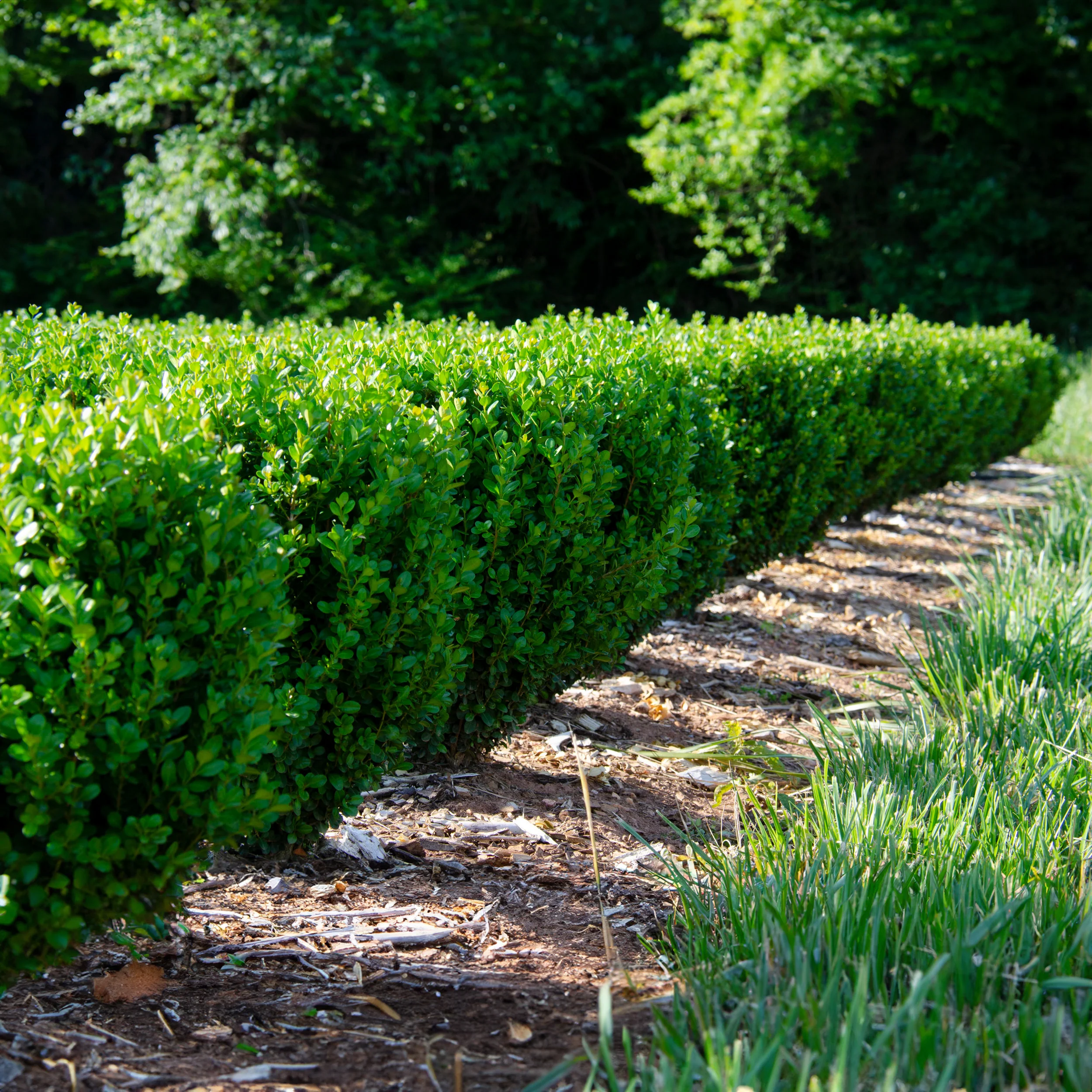 Proven Winners® NewGen Freedom® Boxwood Shrub