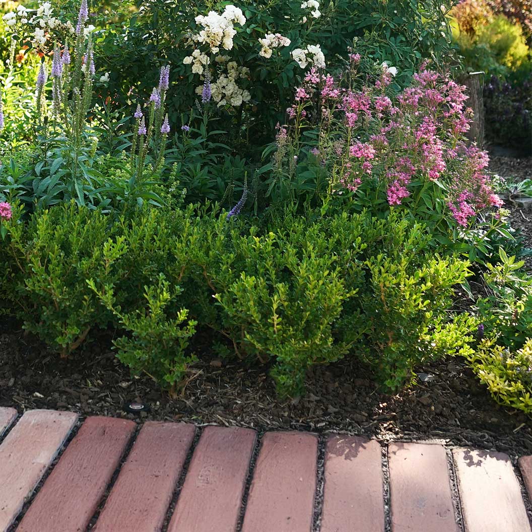 Better Boxwood® Babylon Beauty™ Shrub 2 Better Boxwood® Babylon Beauty™ Shrub