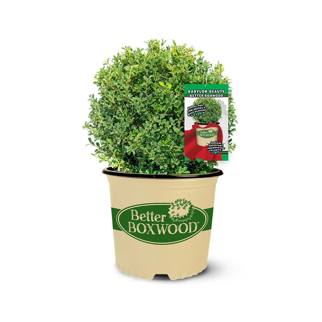 Better Boxwood® Babylon Beauty™ Shrub 3 Better Boxwood® Babylon Beauty™ Shrub