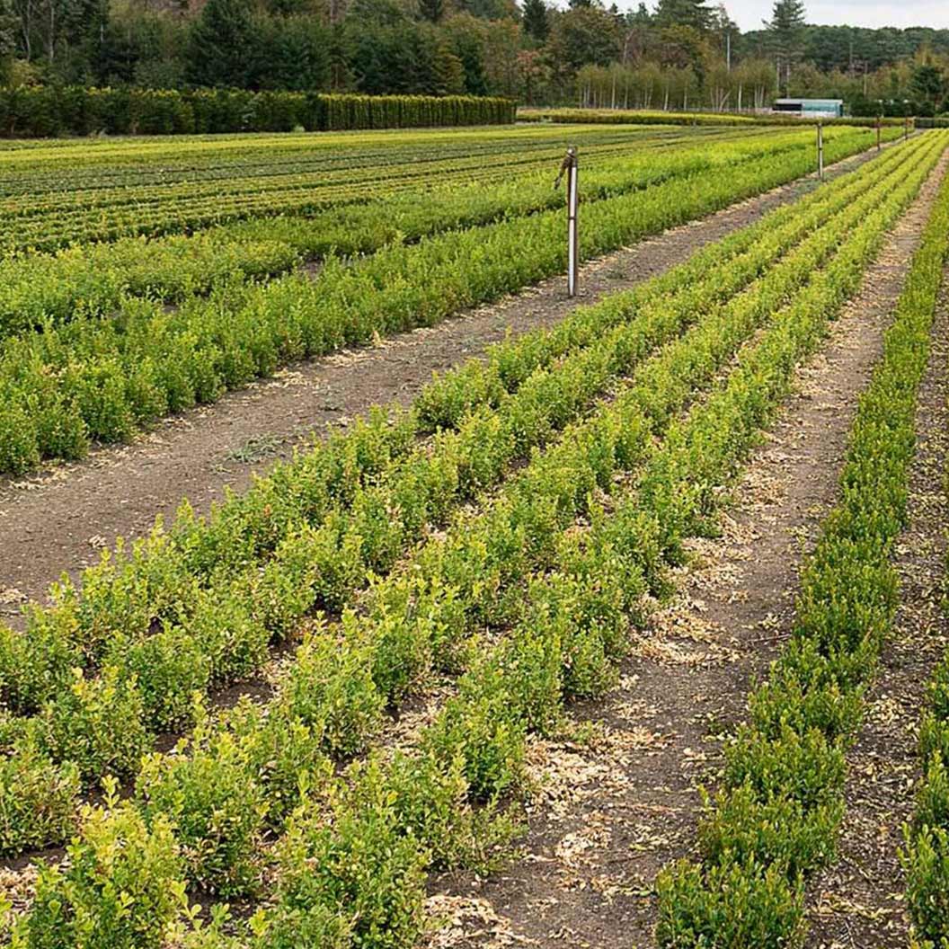 Better Boxwood® Babylon Beauty™ Shrub 4 Better Boxwood® Babylon Beauty™ Shrub