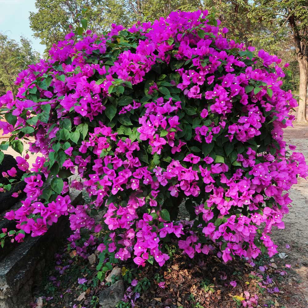 New River Purple Bougainvillea Shrub 2 New River Purple Bougainvillea Shrub