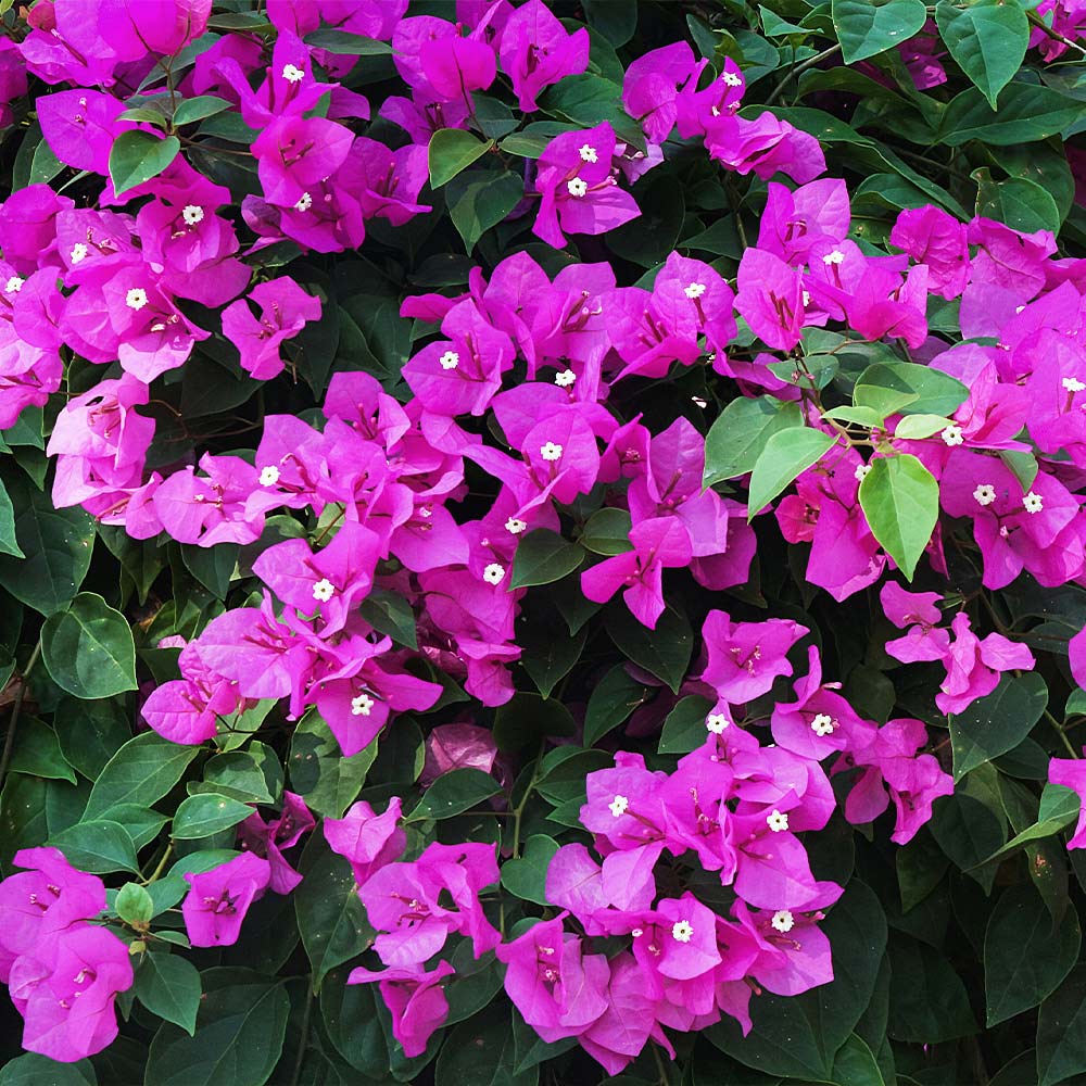 New River Purple Bougainvillea Shrub 3 New River Purple Bougainvillea Shrub