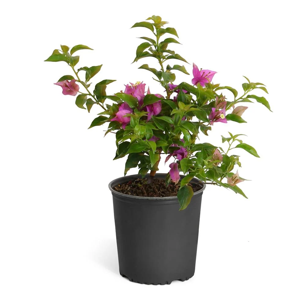 New River Purple Bougainvillea Shrub 4 New River Purple Bougainvillea Shrub