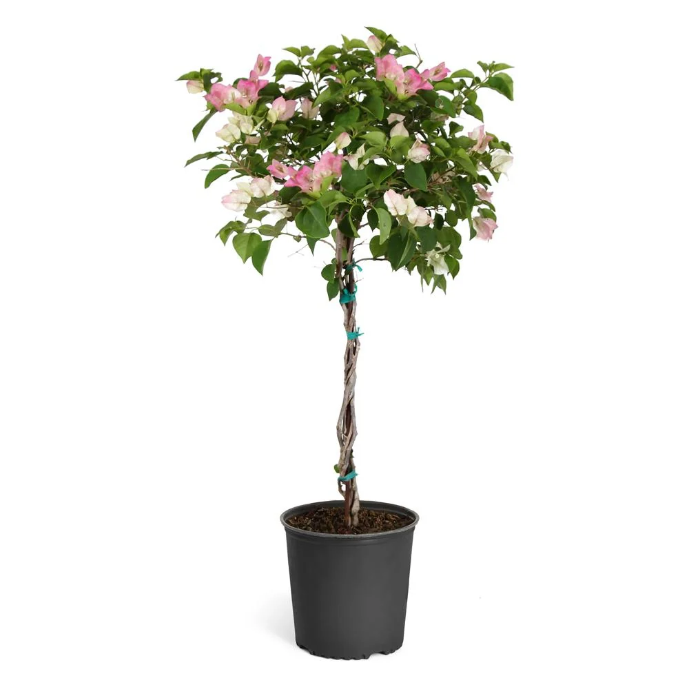 Thai Delight Bougainvillea Tree