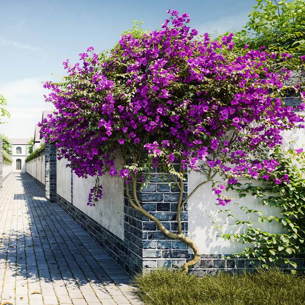 New River Purple Bougainvillea Tree 2 New River Purple Bougainvillea Tree