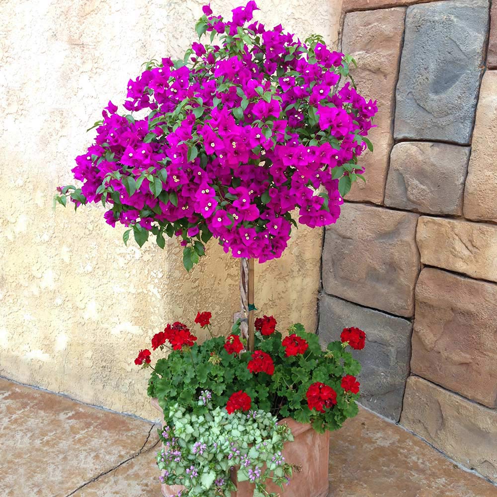 New River Purple Bougainvillea Tree 3 New River Purple Bougainvillea Tree