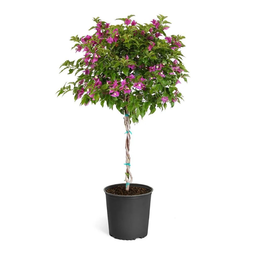 New River Purple Bougainvillea Tree 5 New River Purple Bougainvillea Tree