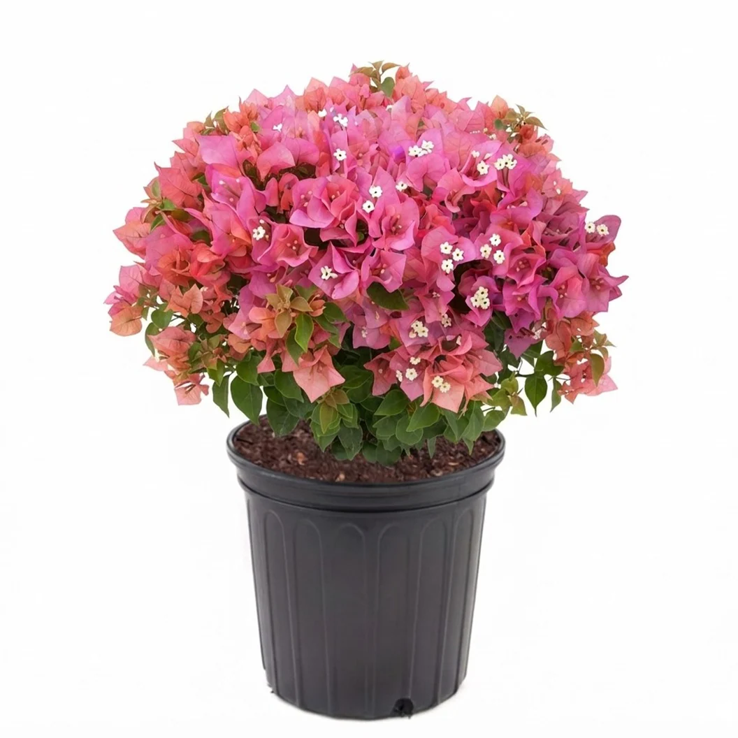 Vera Lynn Bougainvillea Shrub 3 Vera Lynn Bougainvillea Shrub