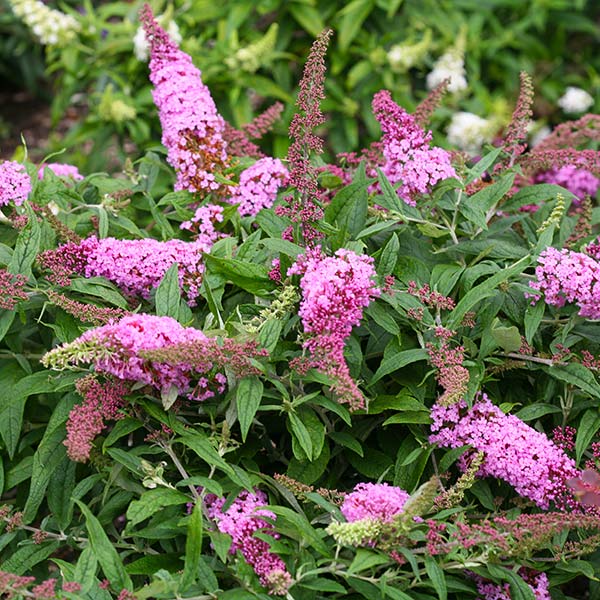 Proven Winners® Pugster Pink® Butterfly Bush 1 Proven Winners® Pugster Pink® Butterfly Bush