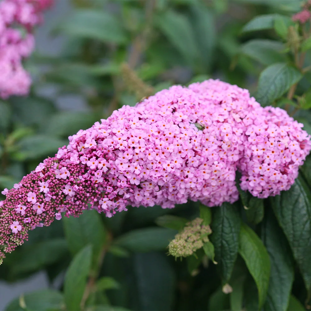 Proven Winners® Pugster Pink® Butterfly Bush 3 Proven Winners® Pugster Pink® Butterfly Bush