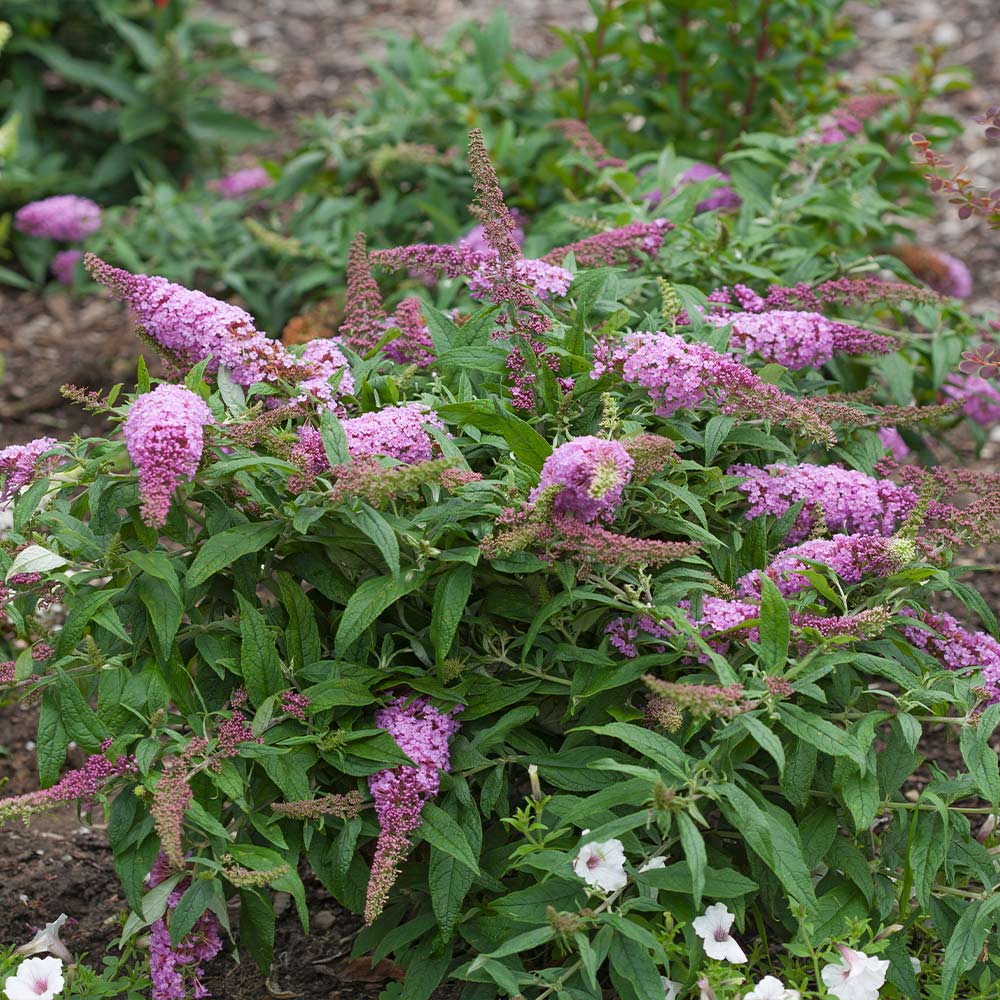 Proven Winners® Pugster Pink® Butterfly Bush 4 Proven Winners® Pugster Pink® Butterfly Bush