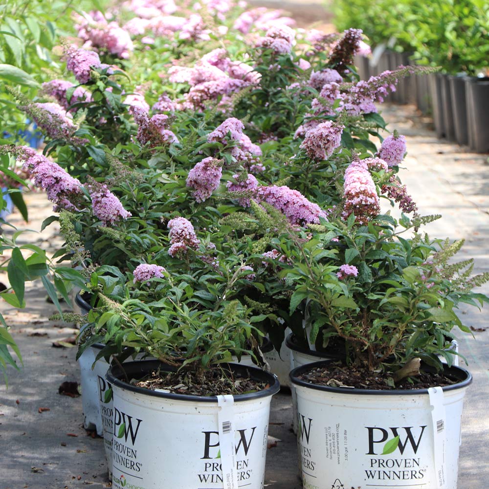 Proven Winners® Pugster Pink® Butterfly Bush 5 Proven Winners® Pugster Pink® Butterfly Bush