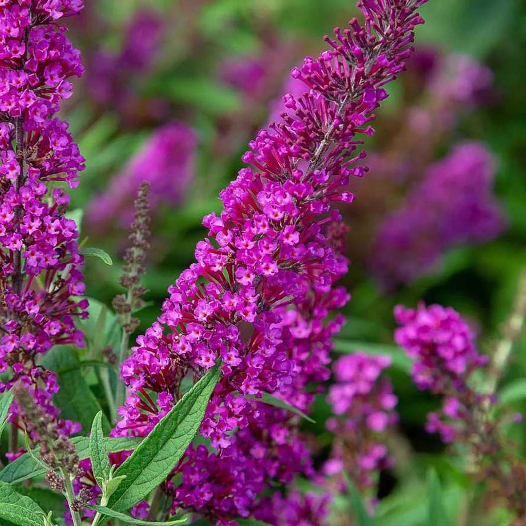 Southern Living® Magenta Butterfly Towers™ Butterfly Bush 2 Southern Living® Magenta Butterfly Towers™ Butterfly Bush