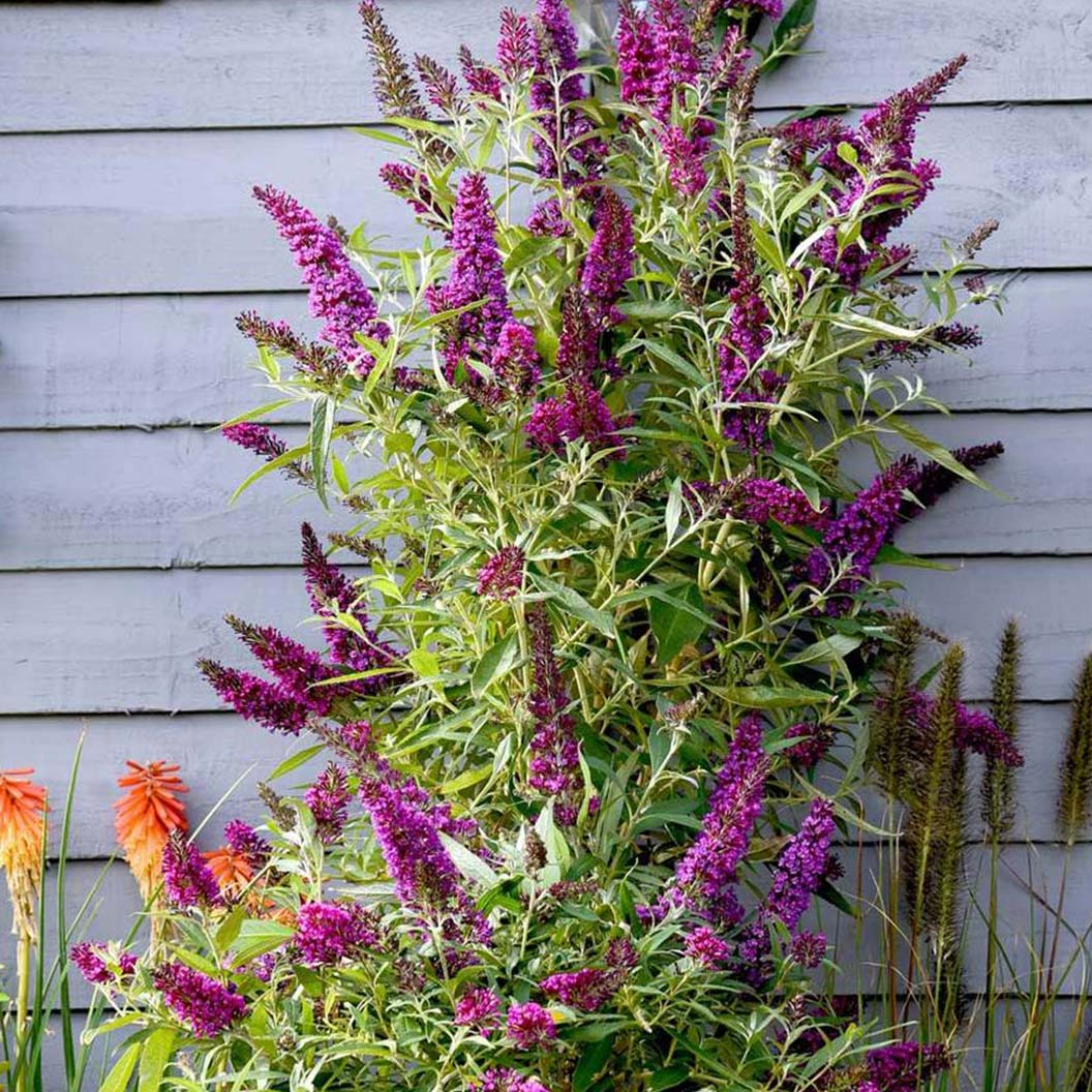 Southern Living® Magenta Butterfly Towers™ Butterfly Bush 3 Southern Living® Magenta Butterfly Towers™ Butterfly Bush
