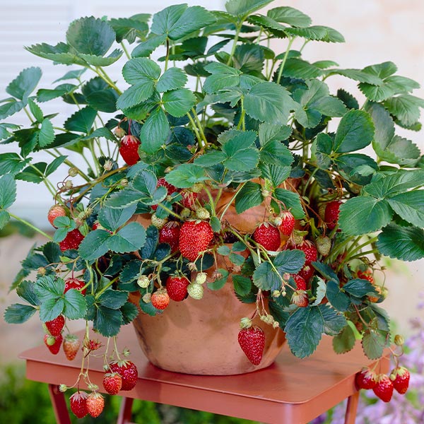 Everbearing Strawberry Plant - USDA Organic