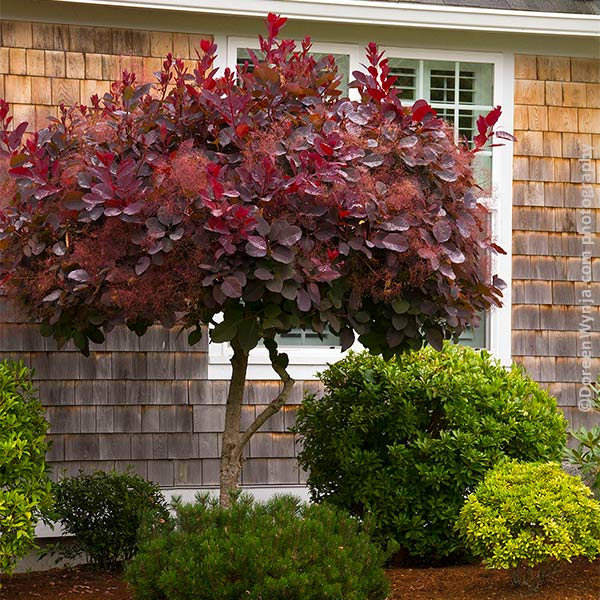 Royal Purple Smoke Bush 1 Royal Purple Smoke Bush