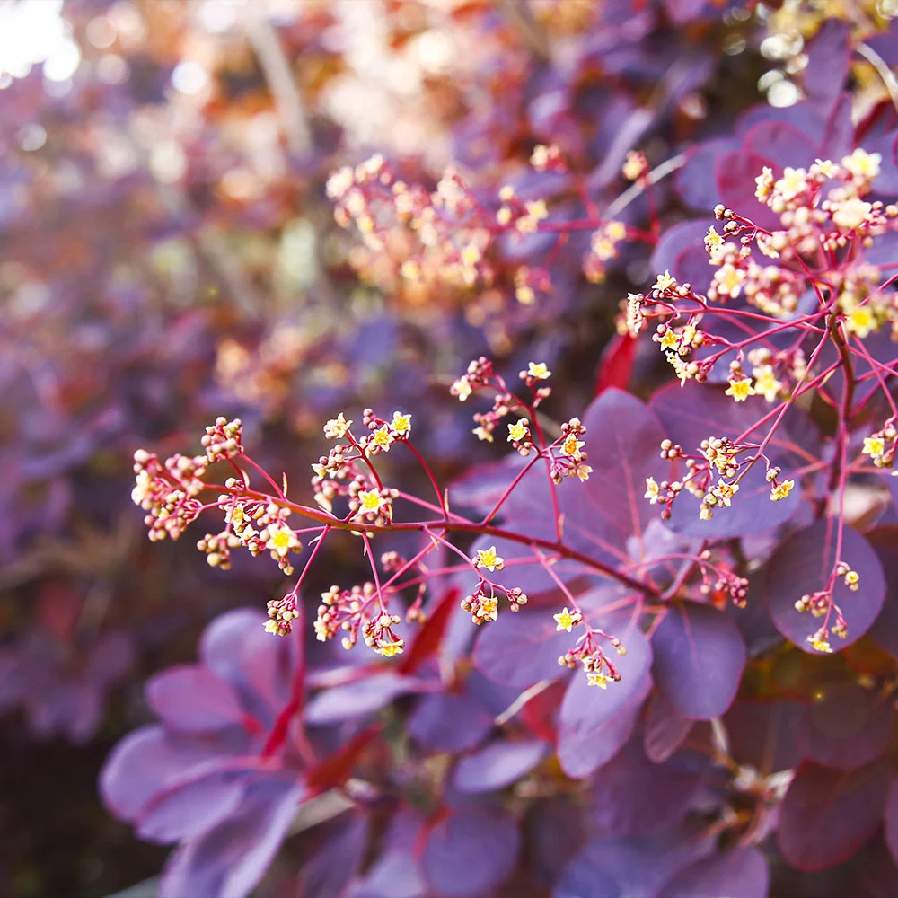 Royal Purple Smoke Bush 3 Royal Purple Smoke Bush