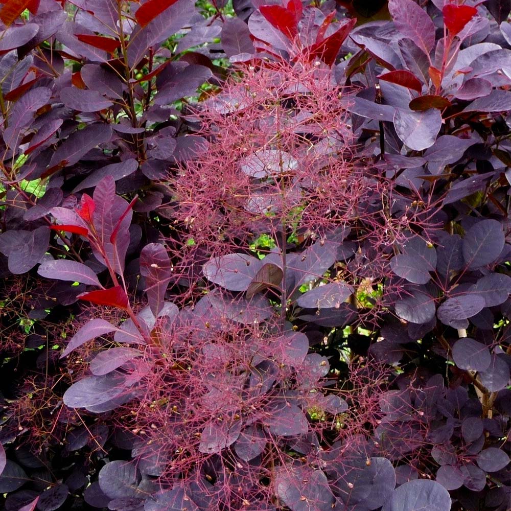 Royal Purple Smoke Bush 4 Royal Purple Smoke Bush