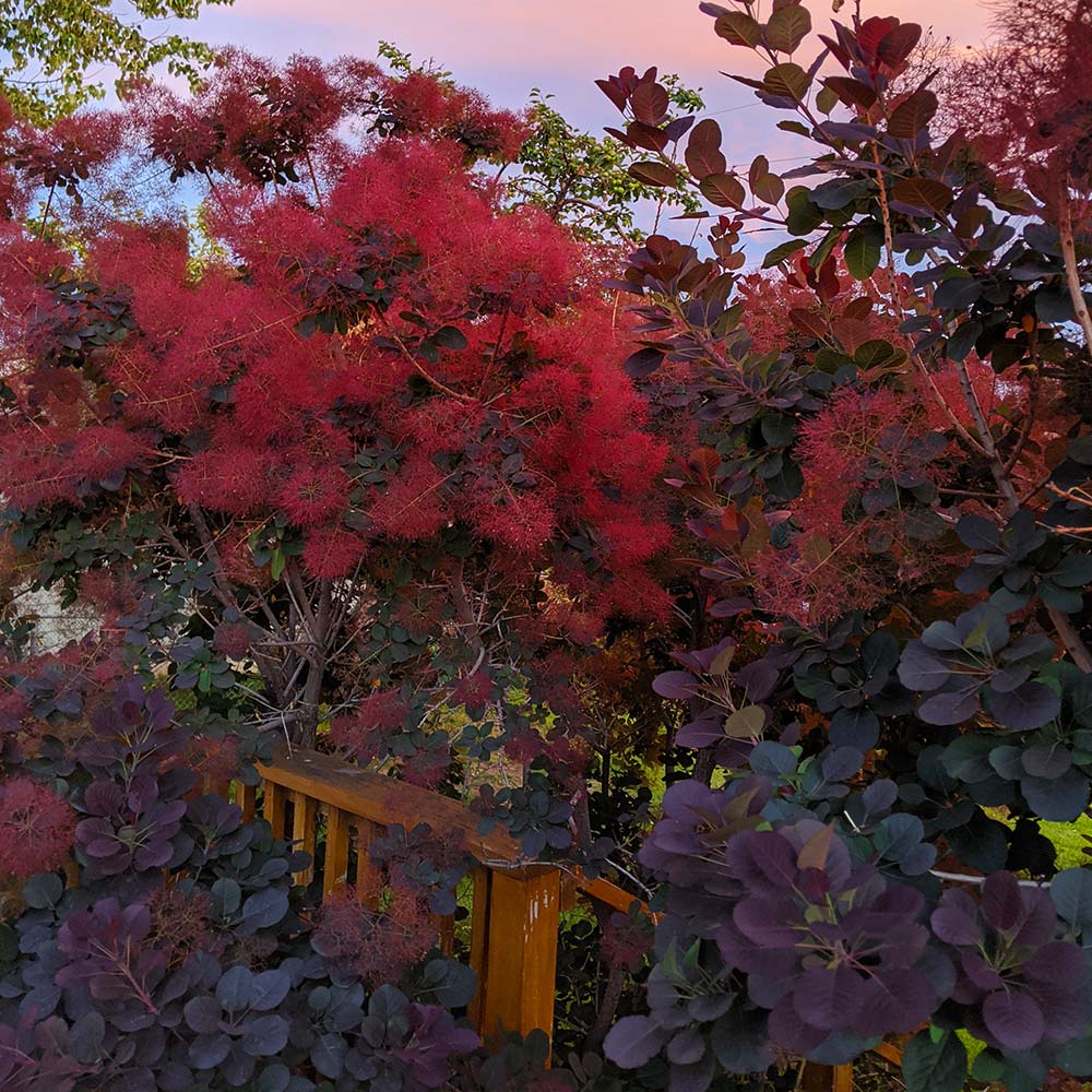 Royal Purple Smoke Bush 5 Royal Purple Smoke Bush
