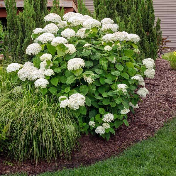 Annabelle Hydrangea Shrub 1 Annabelle Hydrangea Shrub
