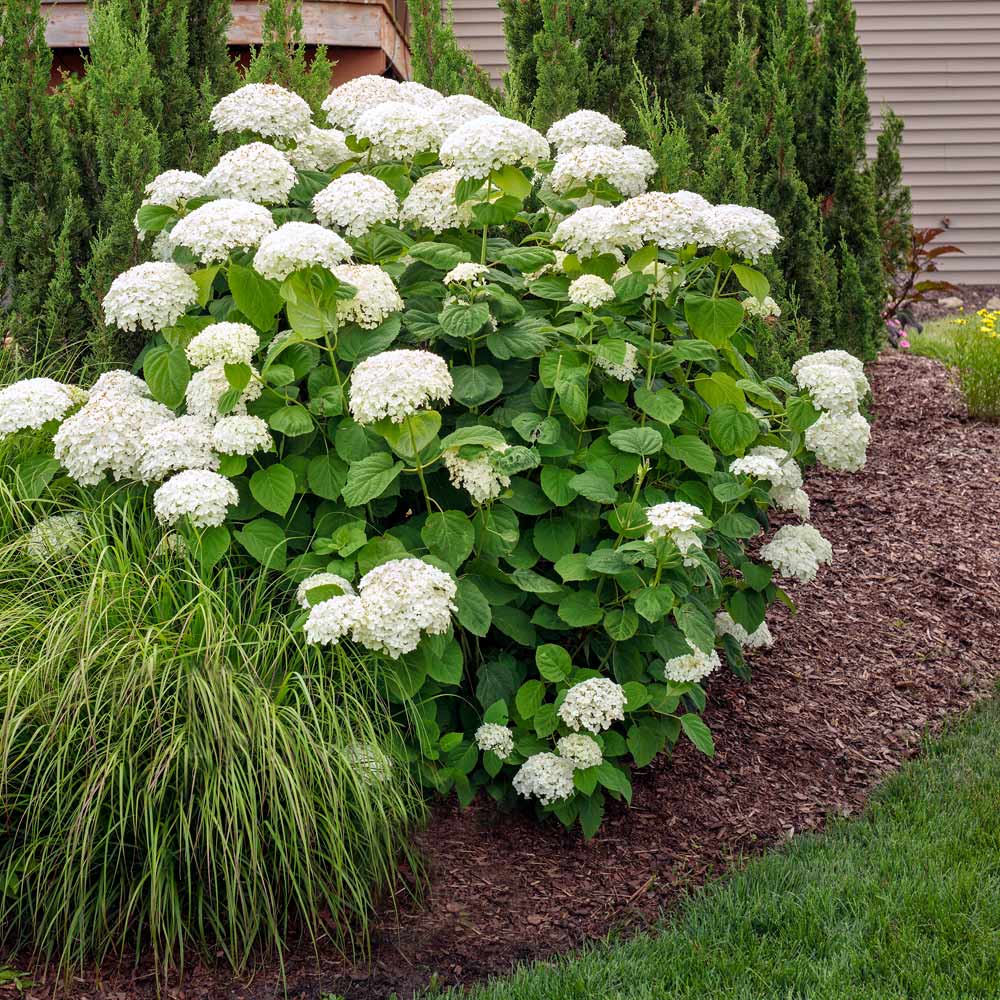Annabelle Hydrangea Shrub 2 Annabelle Hydrangea Shrub