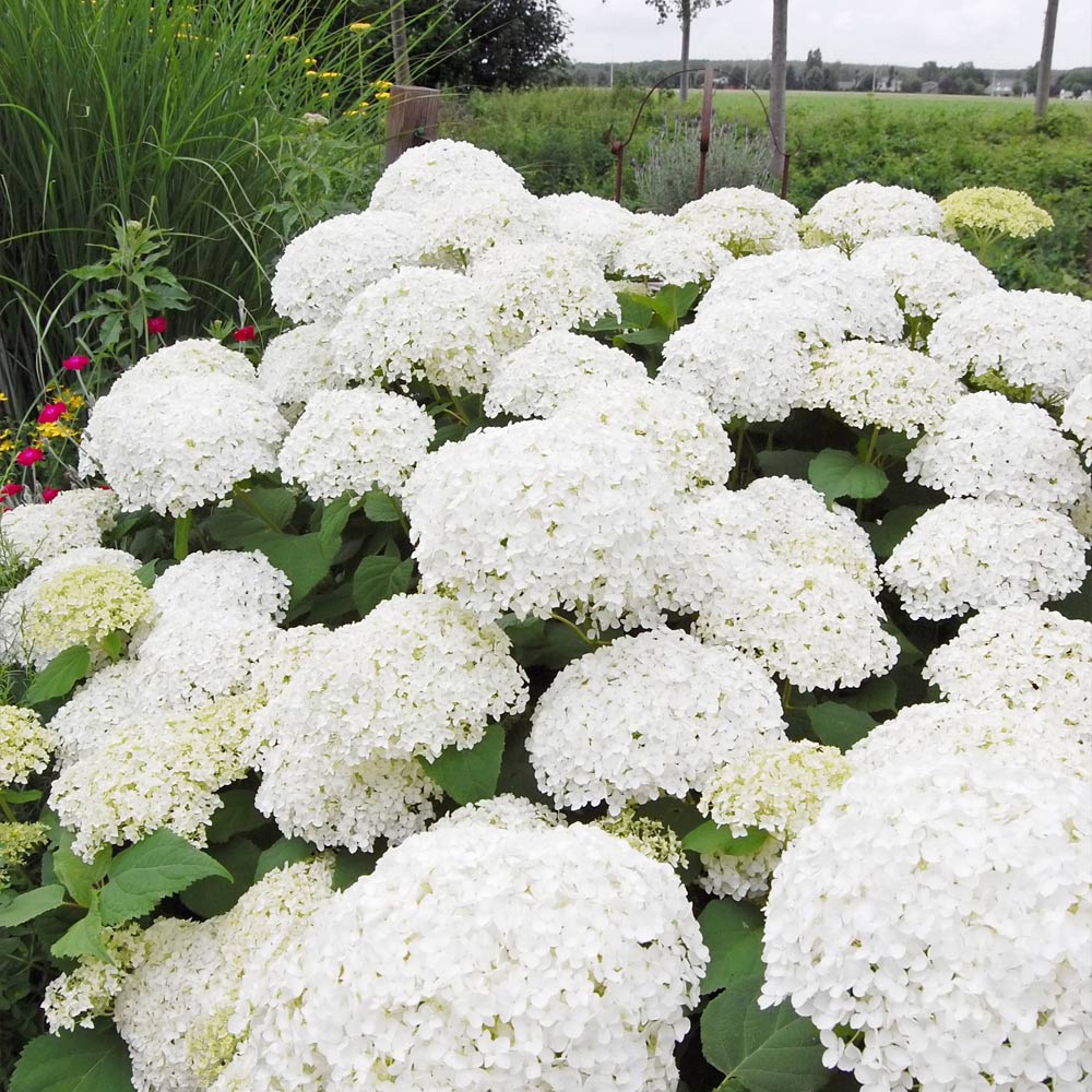 Annabelle Hydrangea Shrub 3 Annabelle Hydrangea Shrub