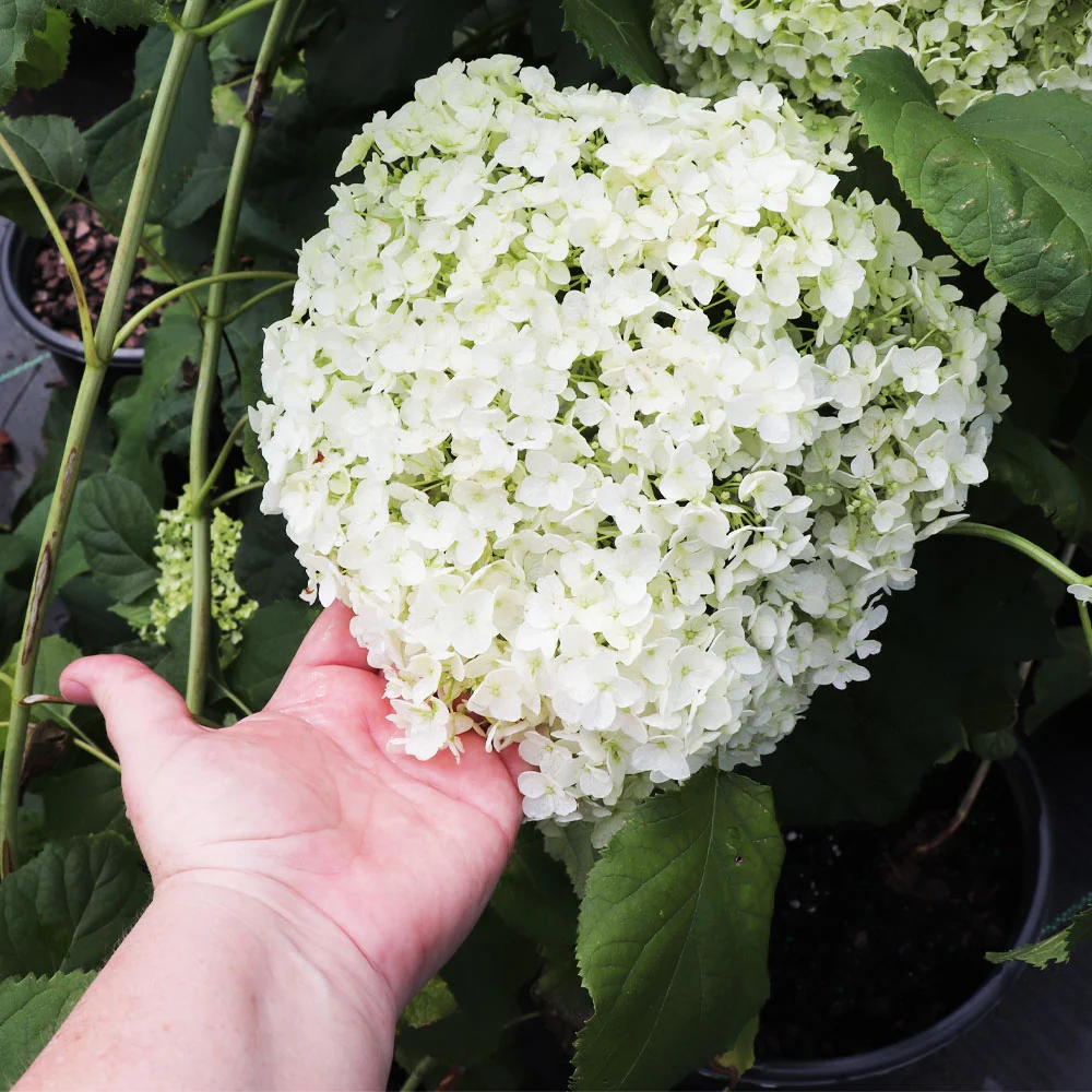 Annabelle Hydrangea Shrub 4 Annabelle Hydrangea Shrub